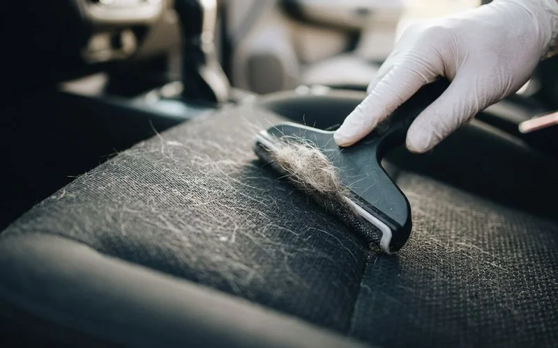 Rubber glove method being demonstrated on vehicle fabric seat effectively collecting embedded pet hair
